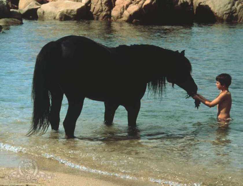 The Black Stallion